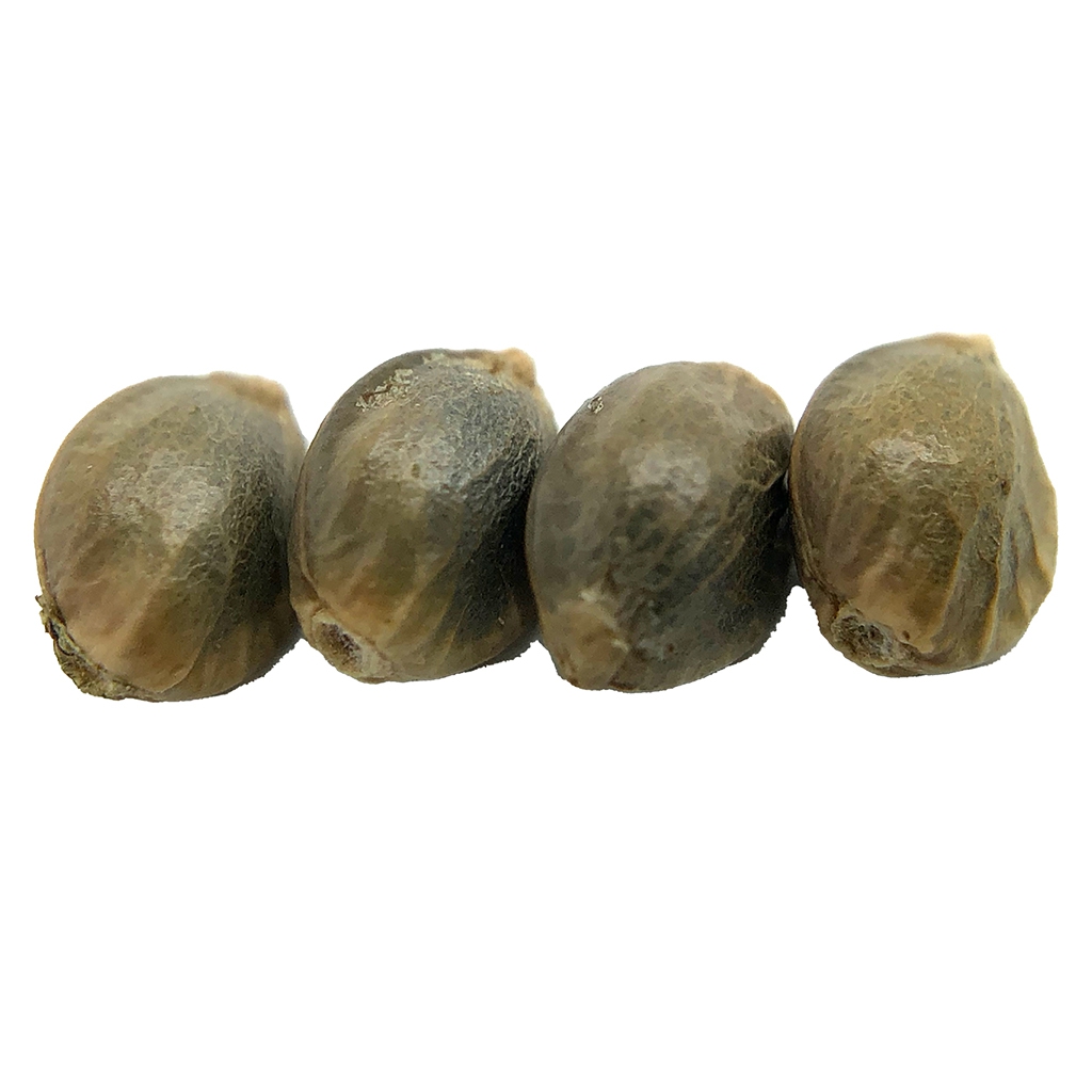 D 3 N A L I Seeds (Regular)