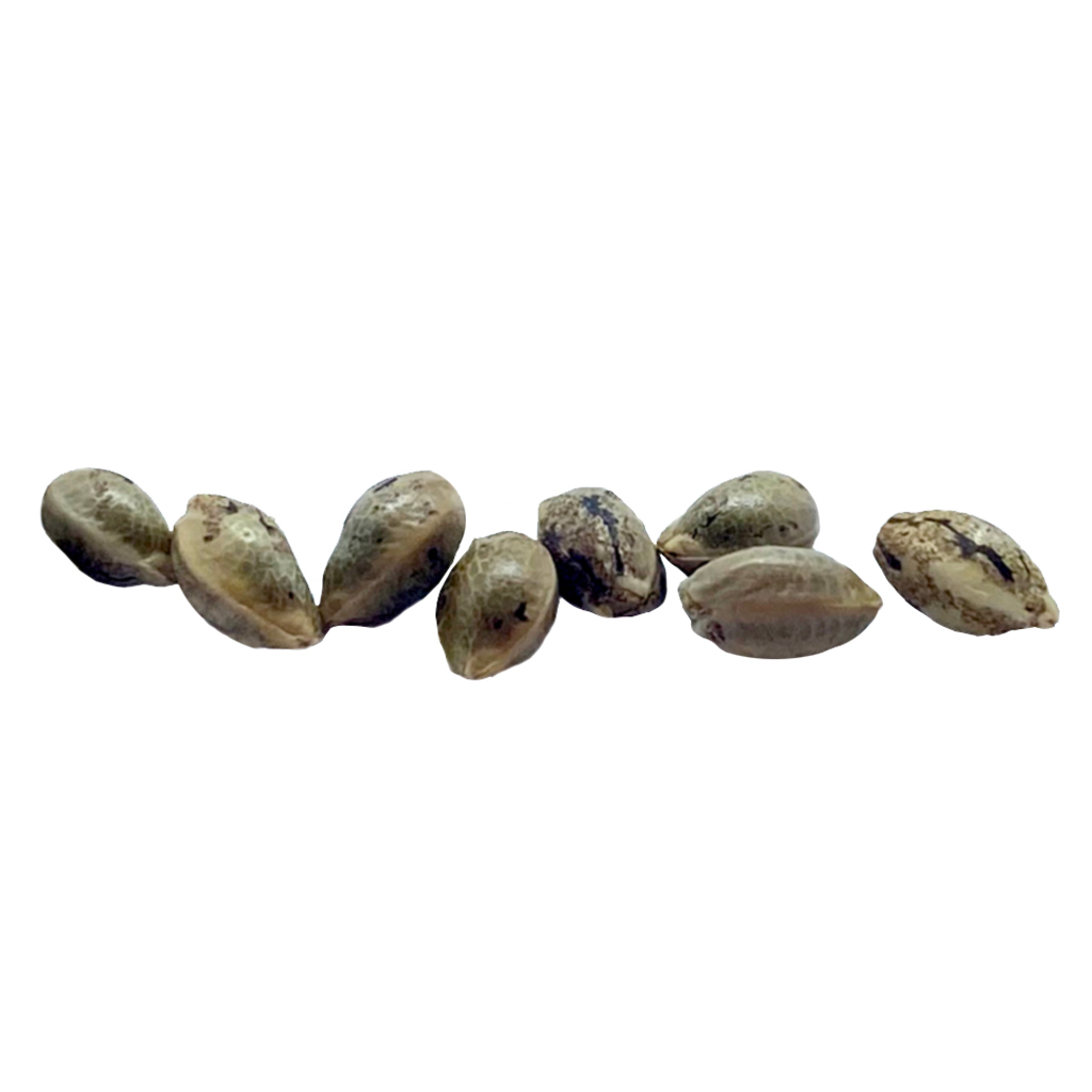 Durban Violette Feminized Seeds