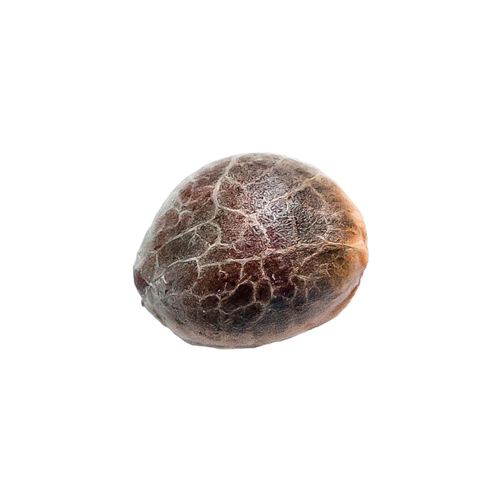 Runtz Feminized Seeds