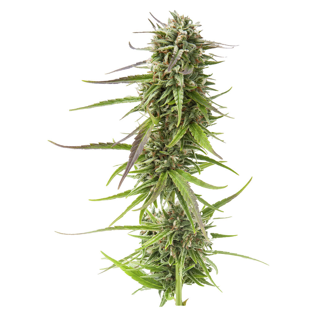 Sugar Diesel Feminized Autoflower Seeds