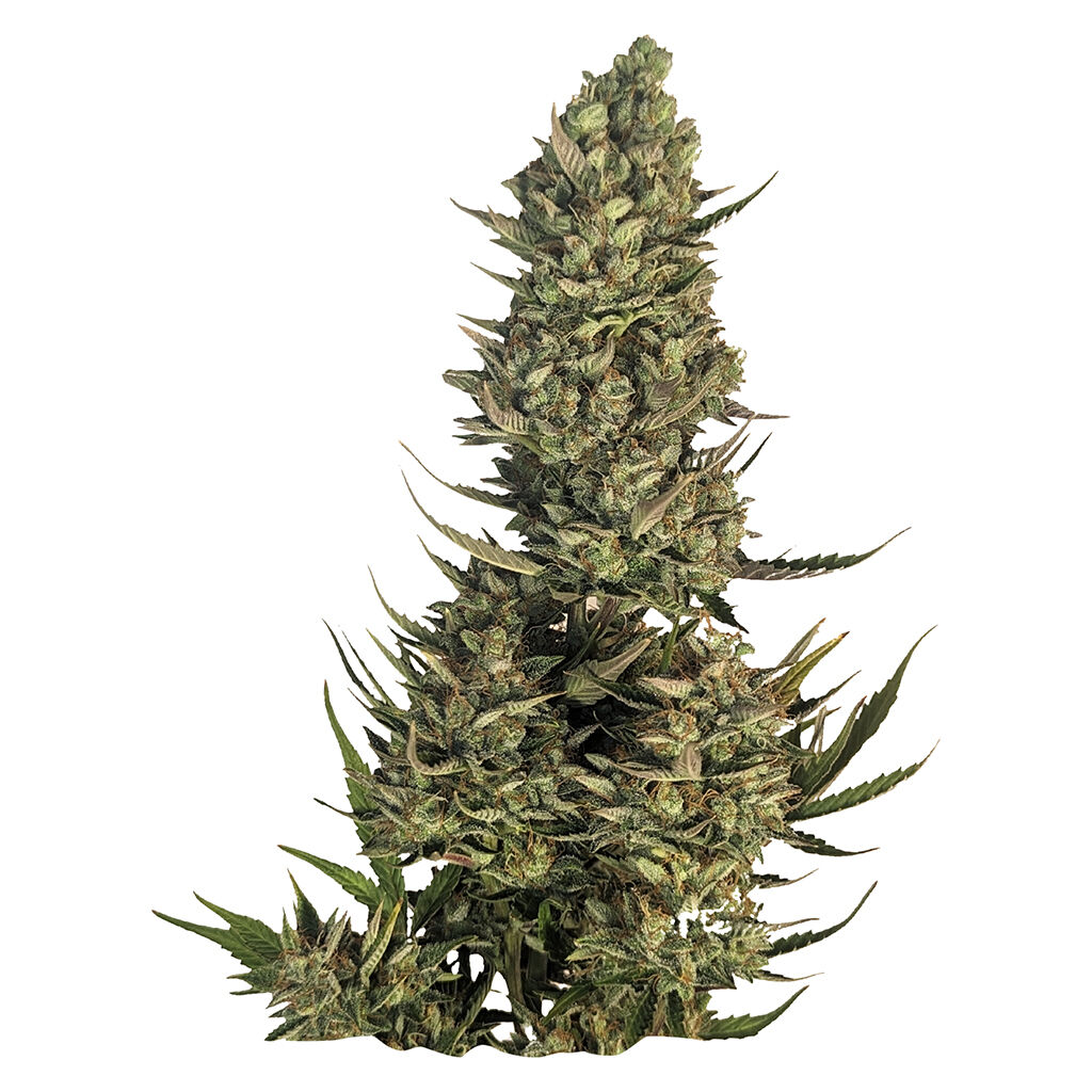 Blue Dream Seeds