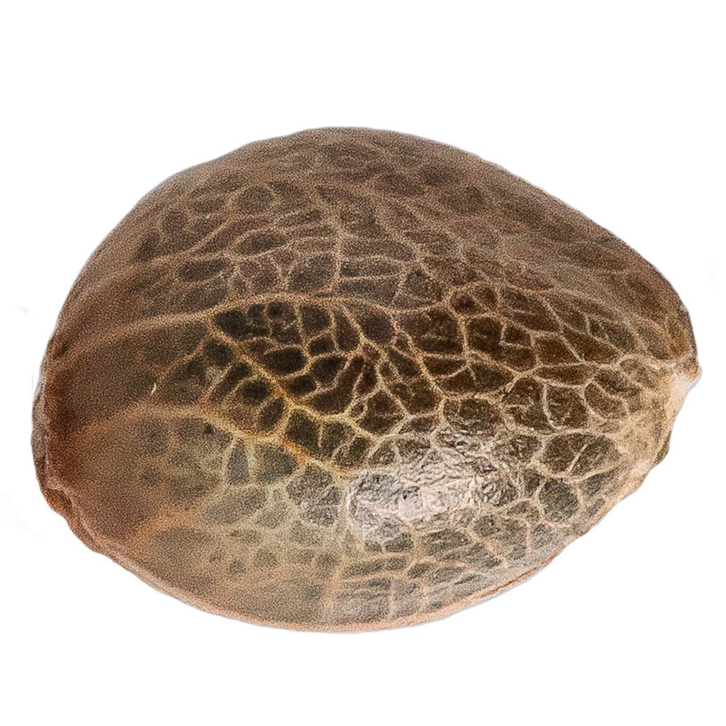 Pineapple Express Seeds (Feminized)