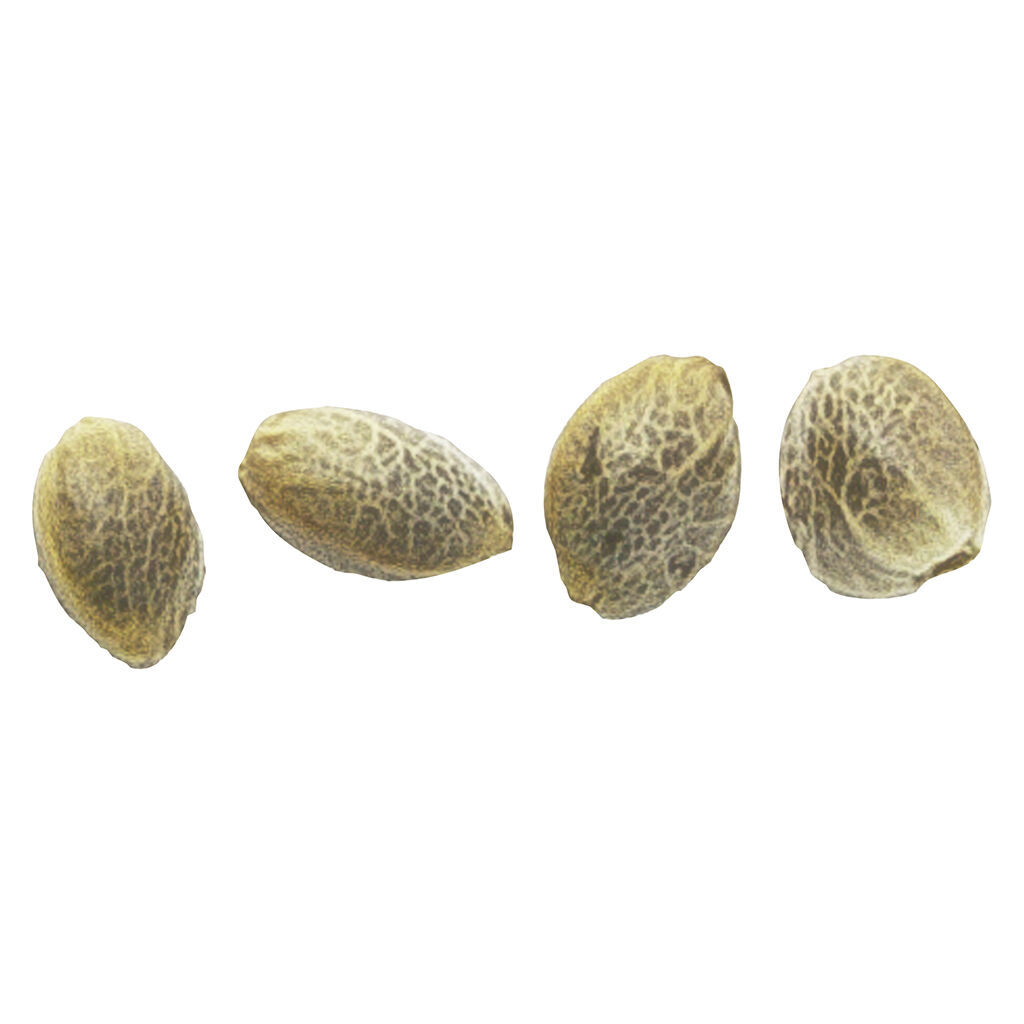 Magic Meadows (romulan) Feminized Seeds