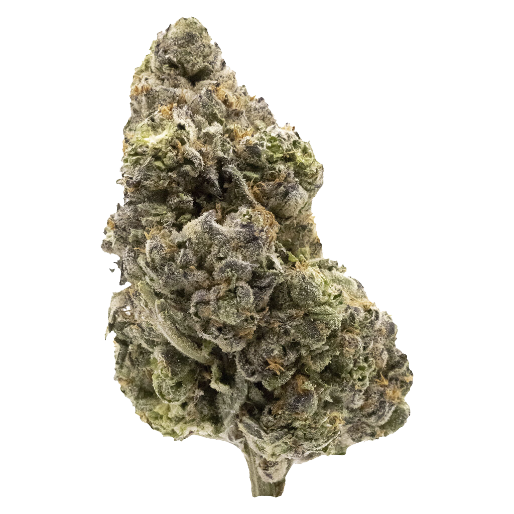 Midnight Sherb - Dried Flower