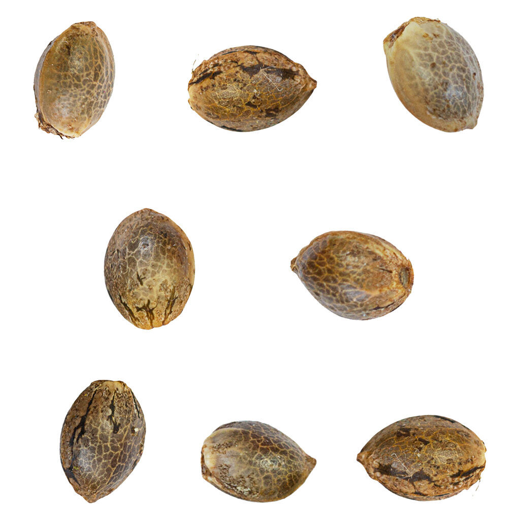 Ignition Seeds