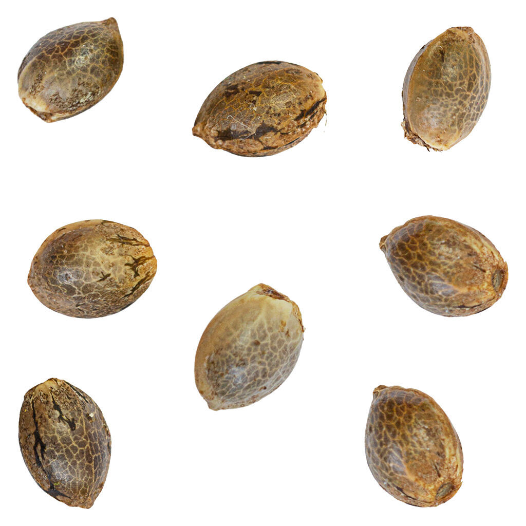 White Lights Seeds