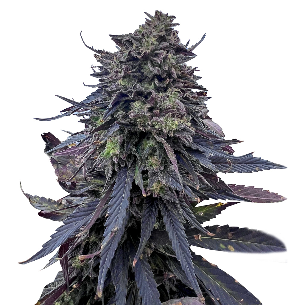 Royal Kush BX6 F3