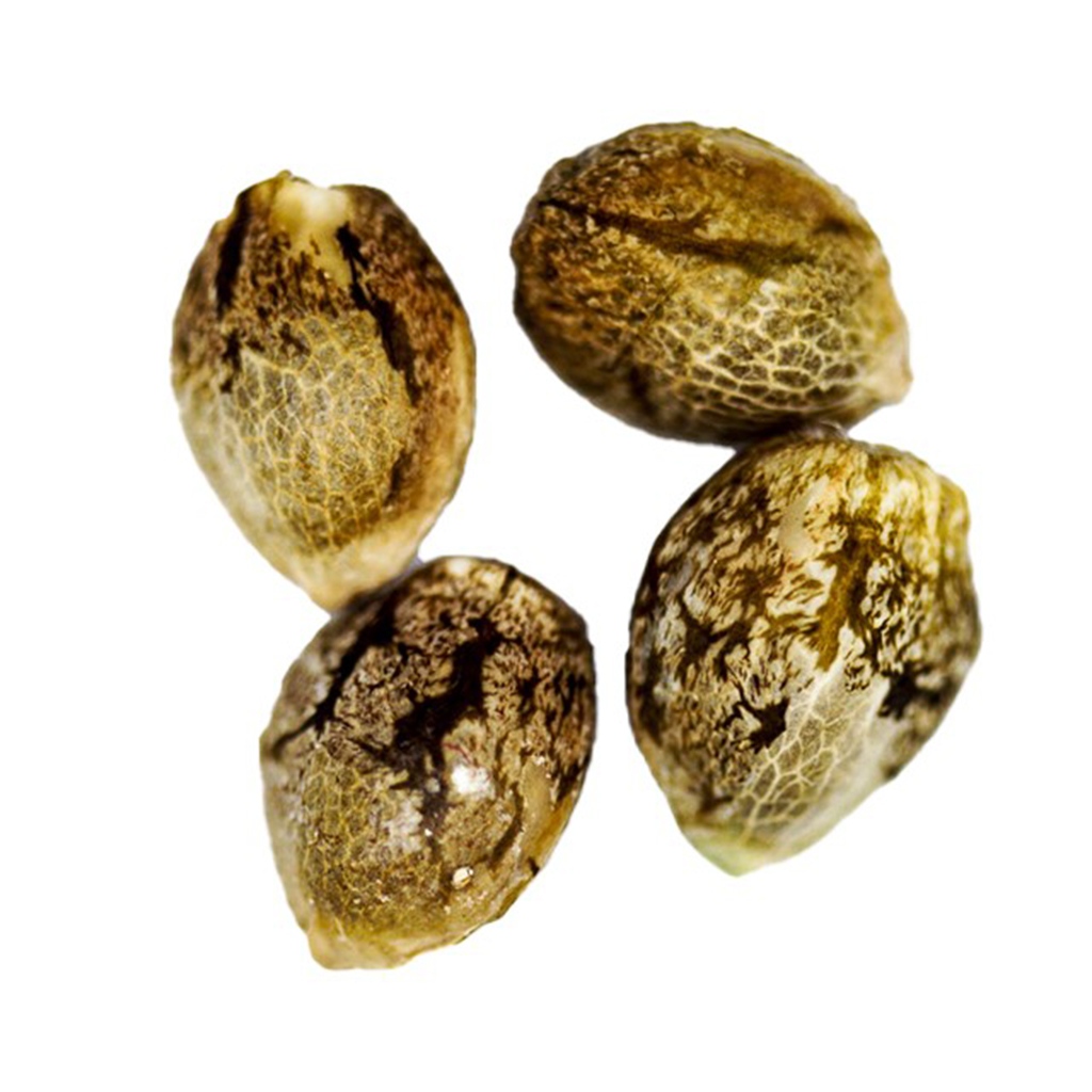 Charlotte's Diesel Seeds (Feminized)