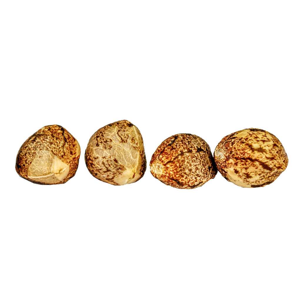 Froot by the Foot Feminized Autoflower Seeds