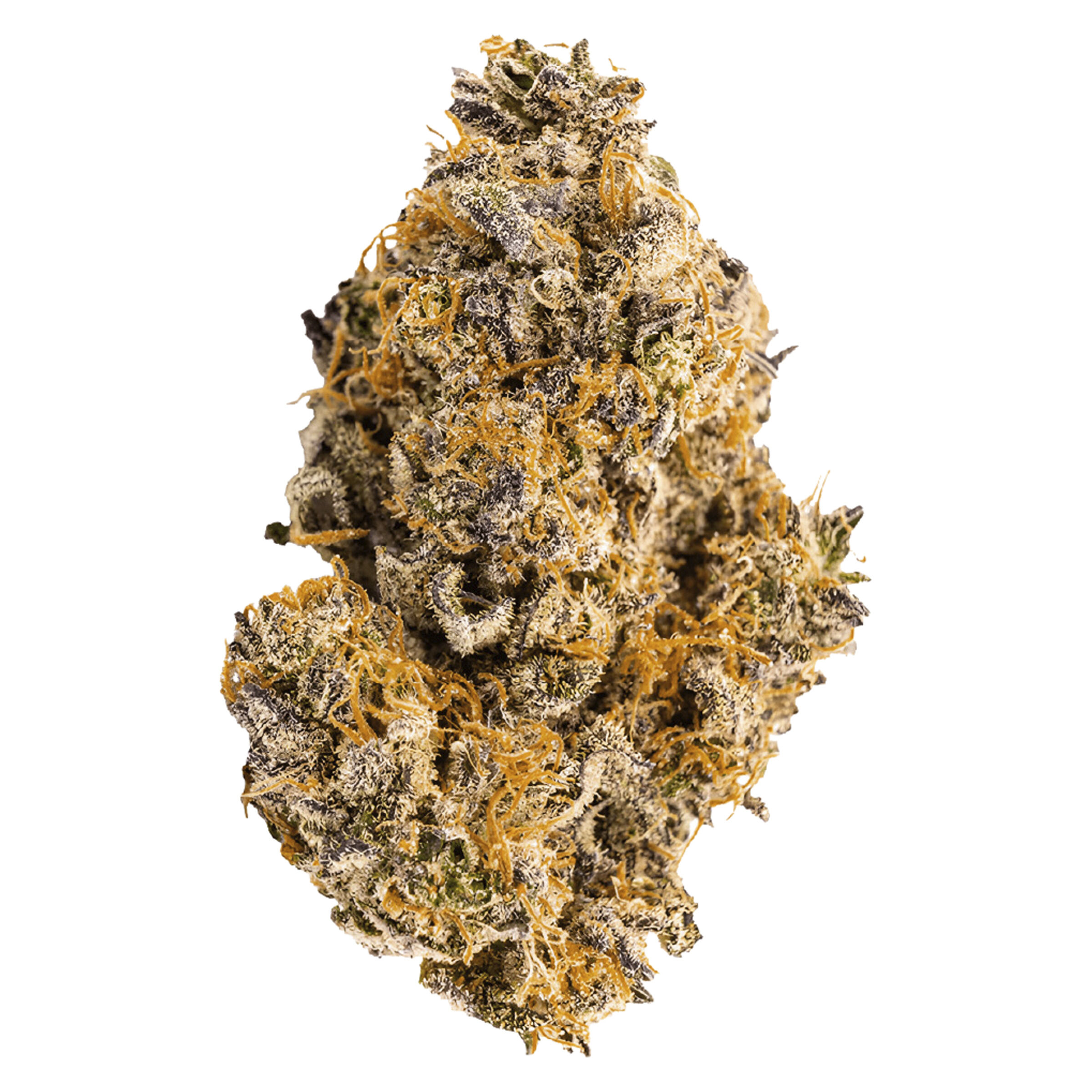 Tropicali 2