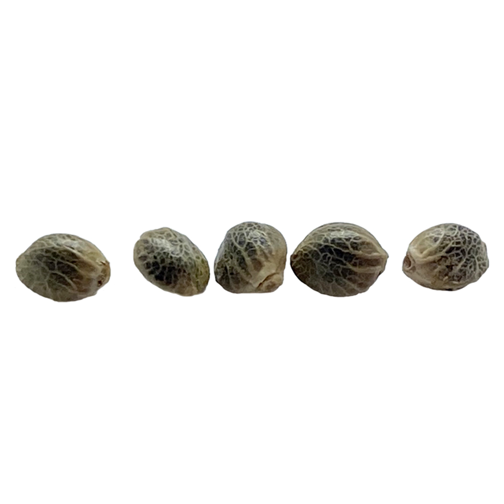 Sunshine Pine Autoflowering Seeds