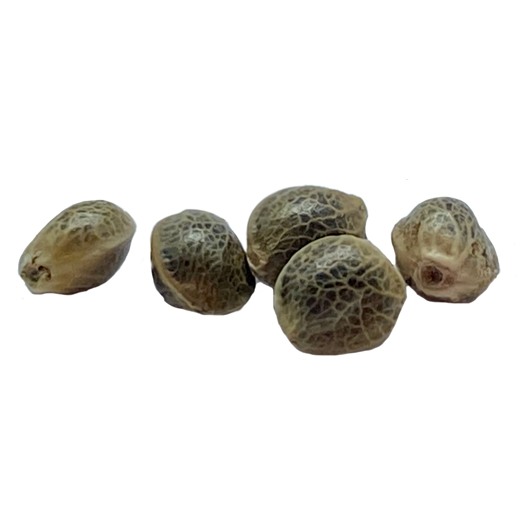 Garlic Chem Feminized Seeds