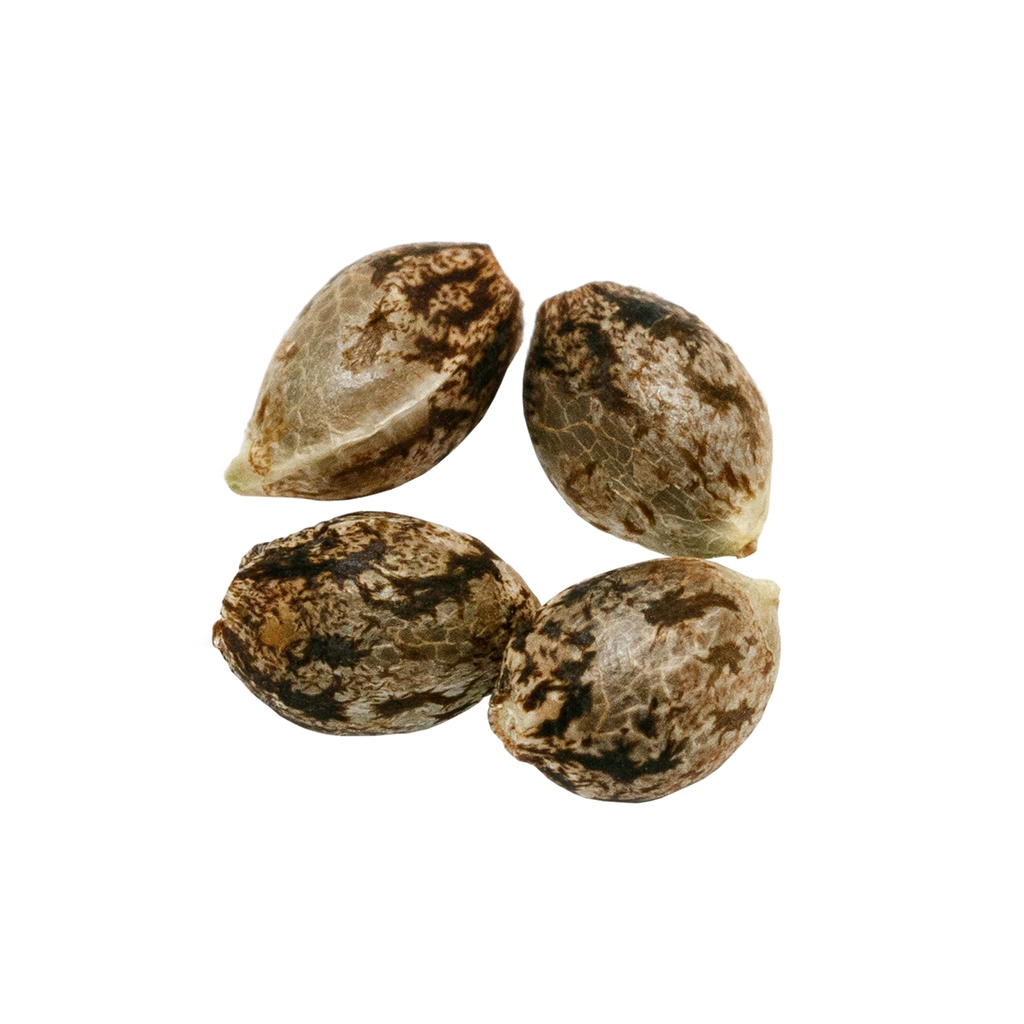 Headband Seeds (Feminized)