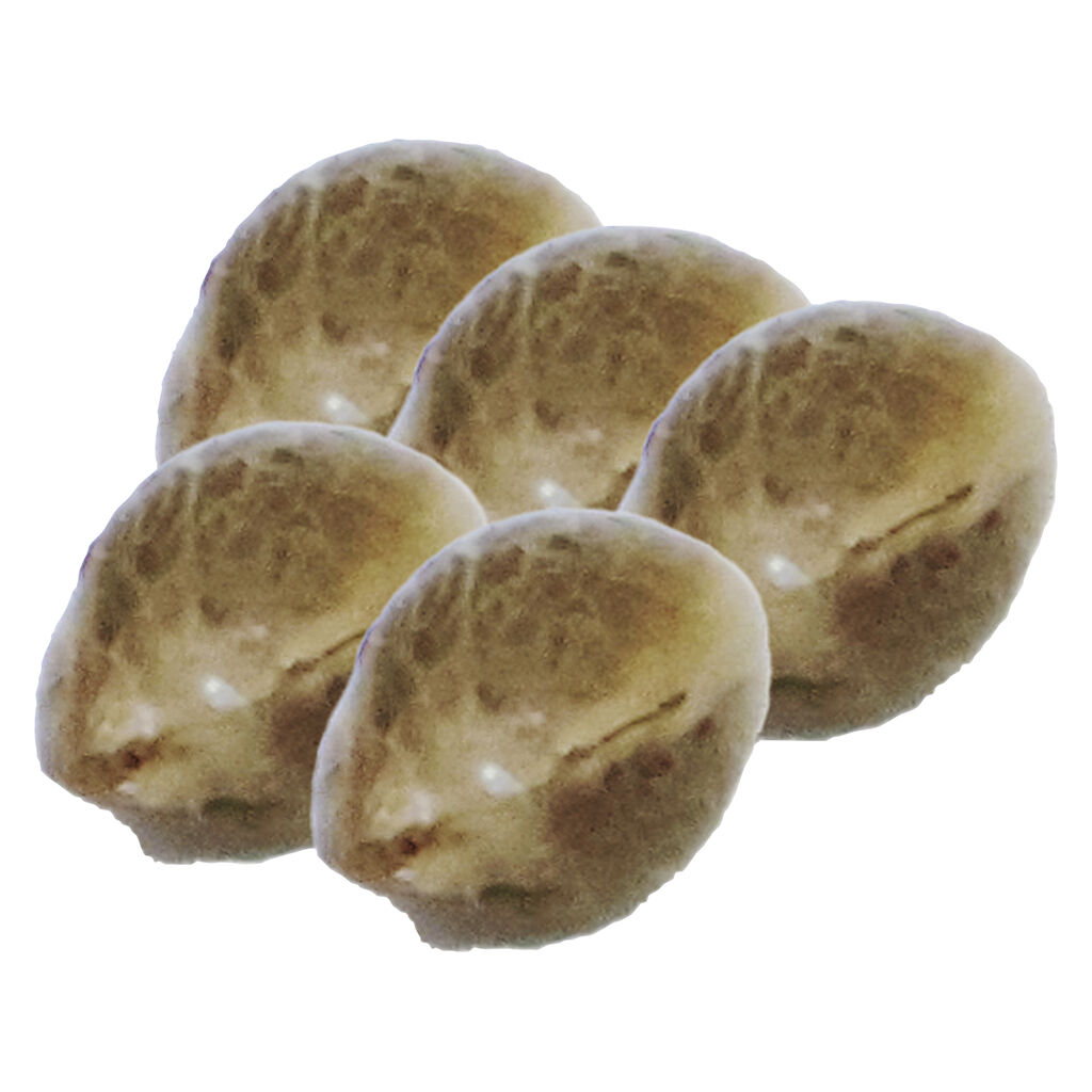 Painted Lady CBD Seeds