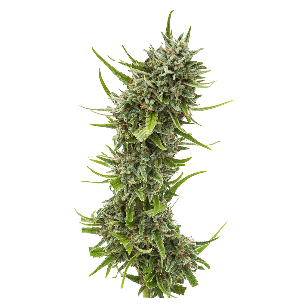 Durban Violette Seeds