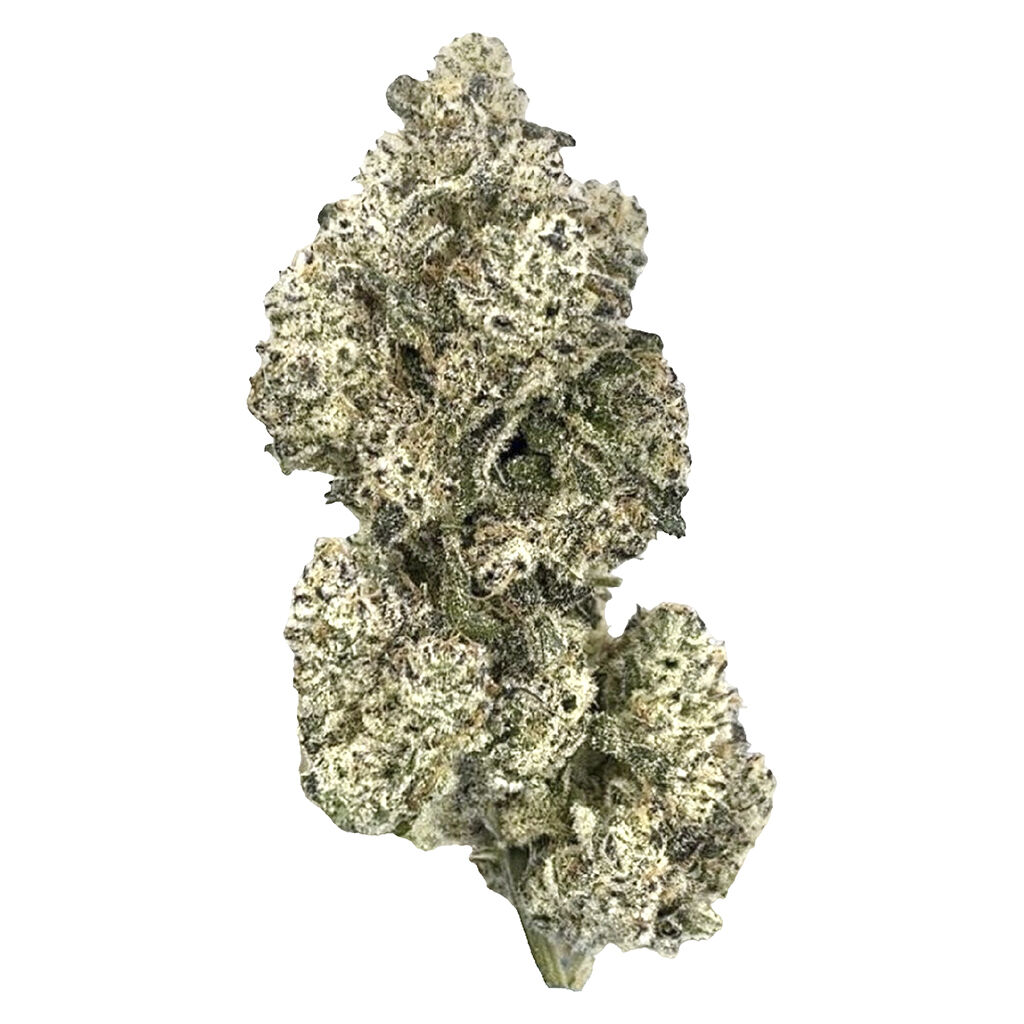 Royal Dive#5: Purple Zombie