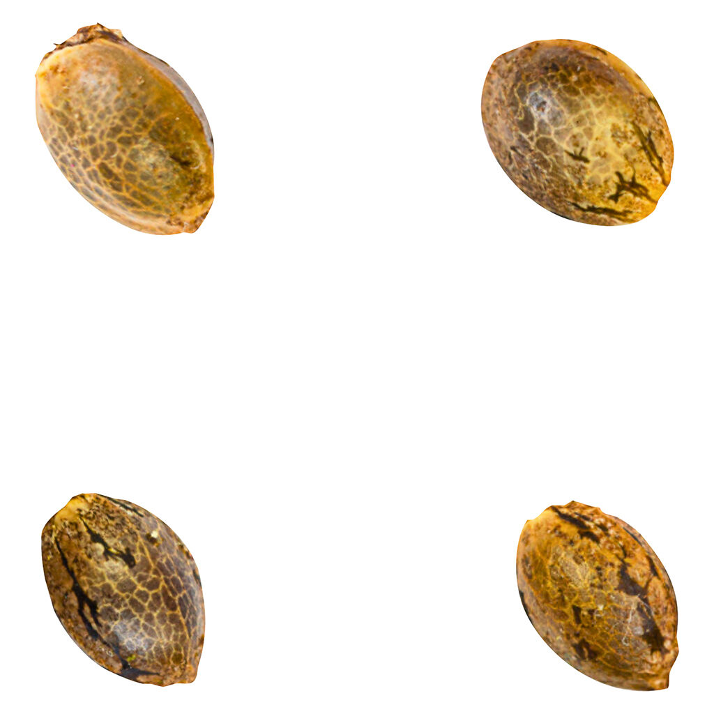 Crasher Breath (fem Seeds)