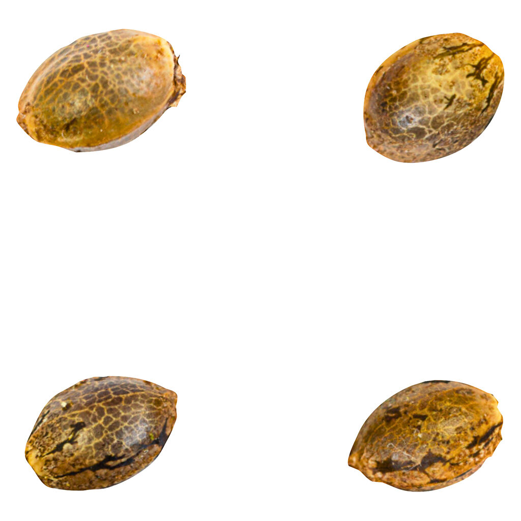 41 Ghosts (auto Fem Seeds)