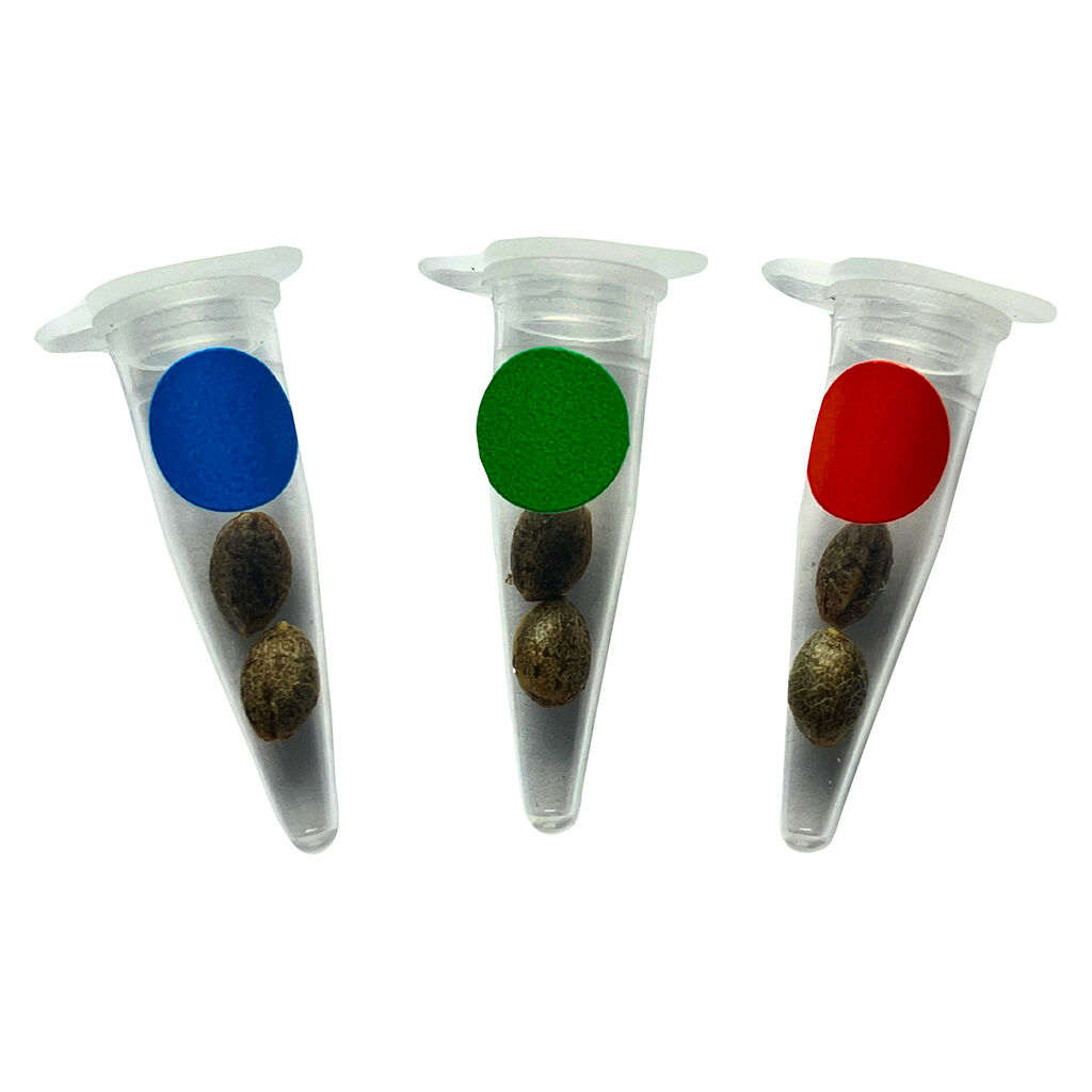 Crashed Out Cookies Multipack (fem Seeds)