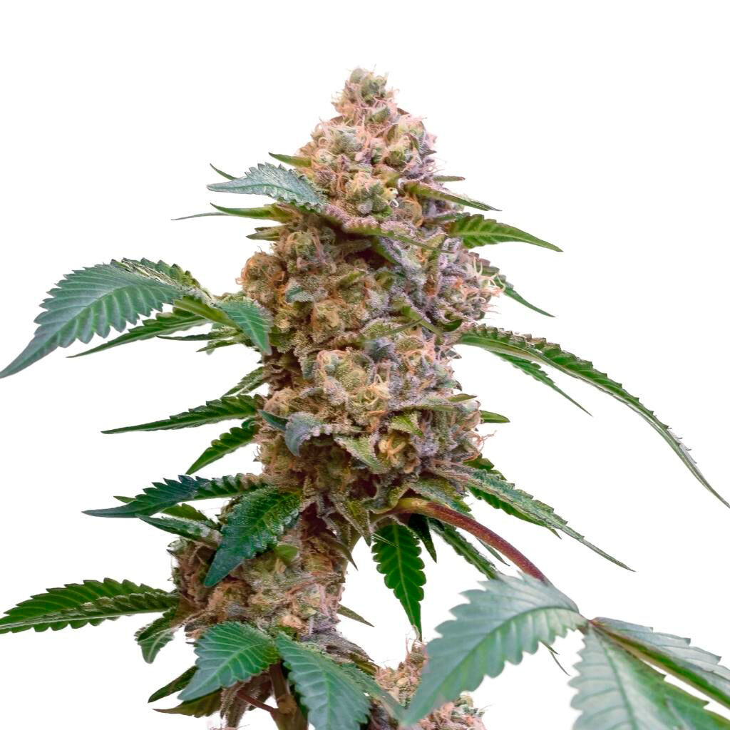 Pink Kush Feminized Seeds 2