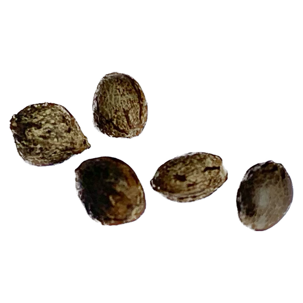 Mendocino Cherry Pie THC Auto - Regular Seeds