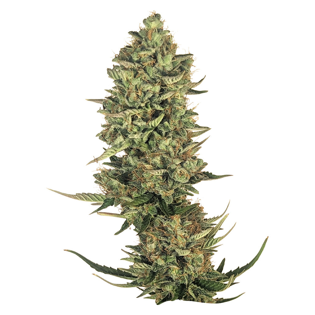 Super Lemon Haze Seeds