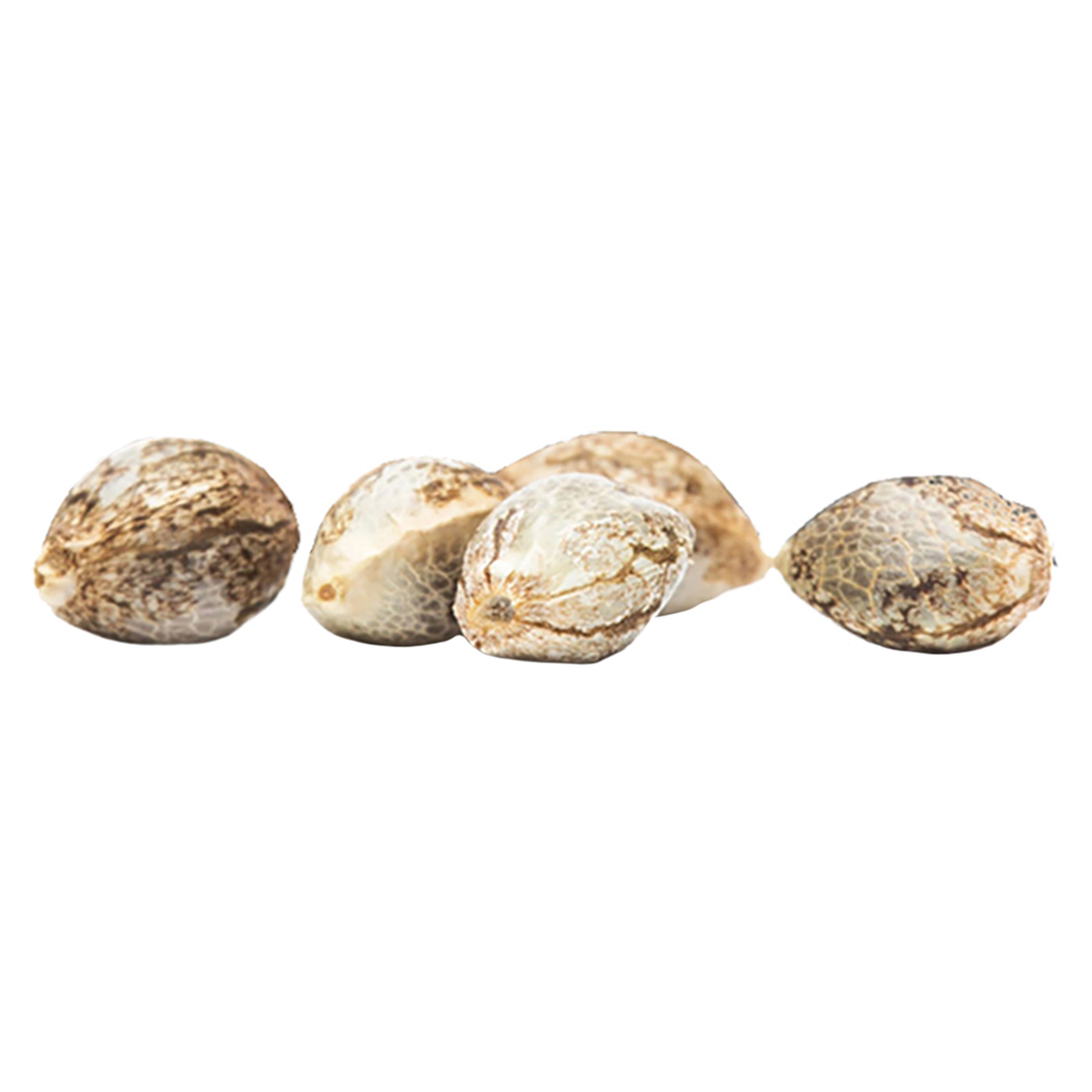 CBD Rene Feminized Seeds