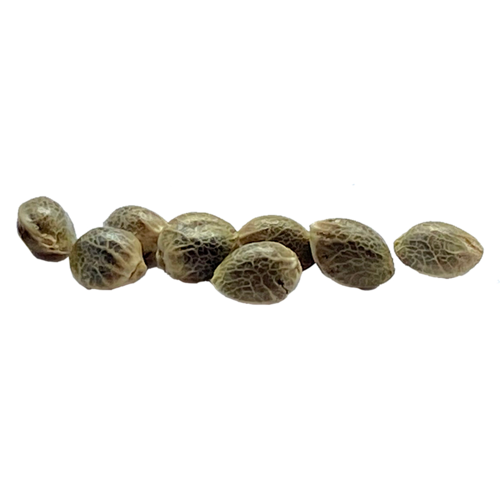 Sugar Diesel Feminized Seeds