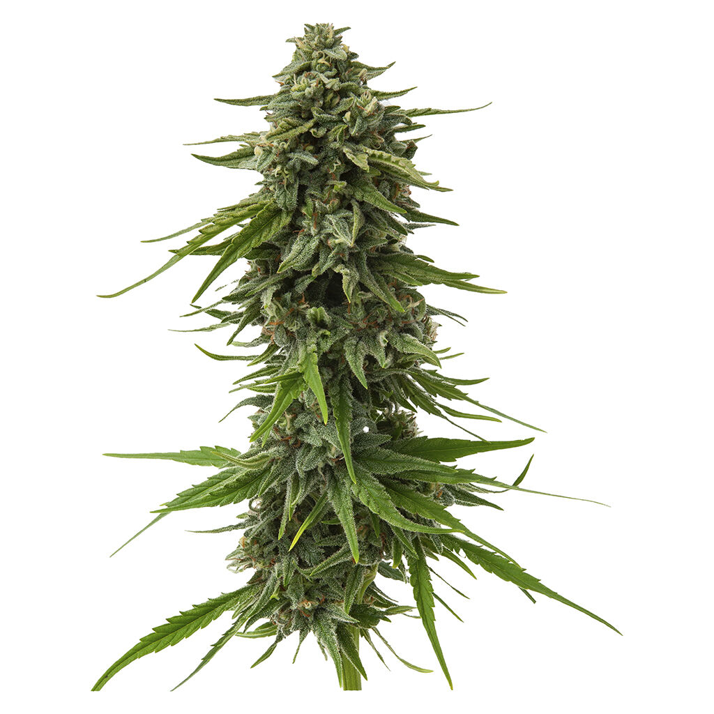 Haze-Drenched Sativa Seeds