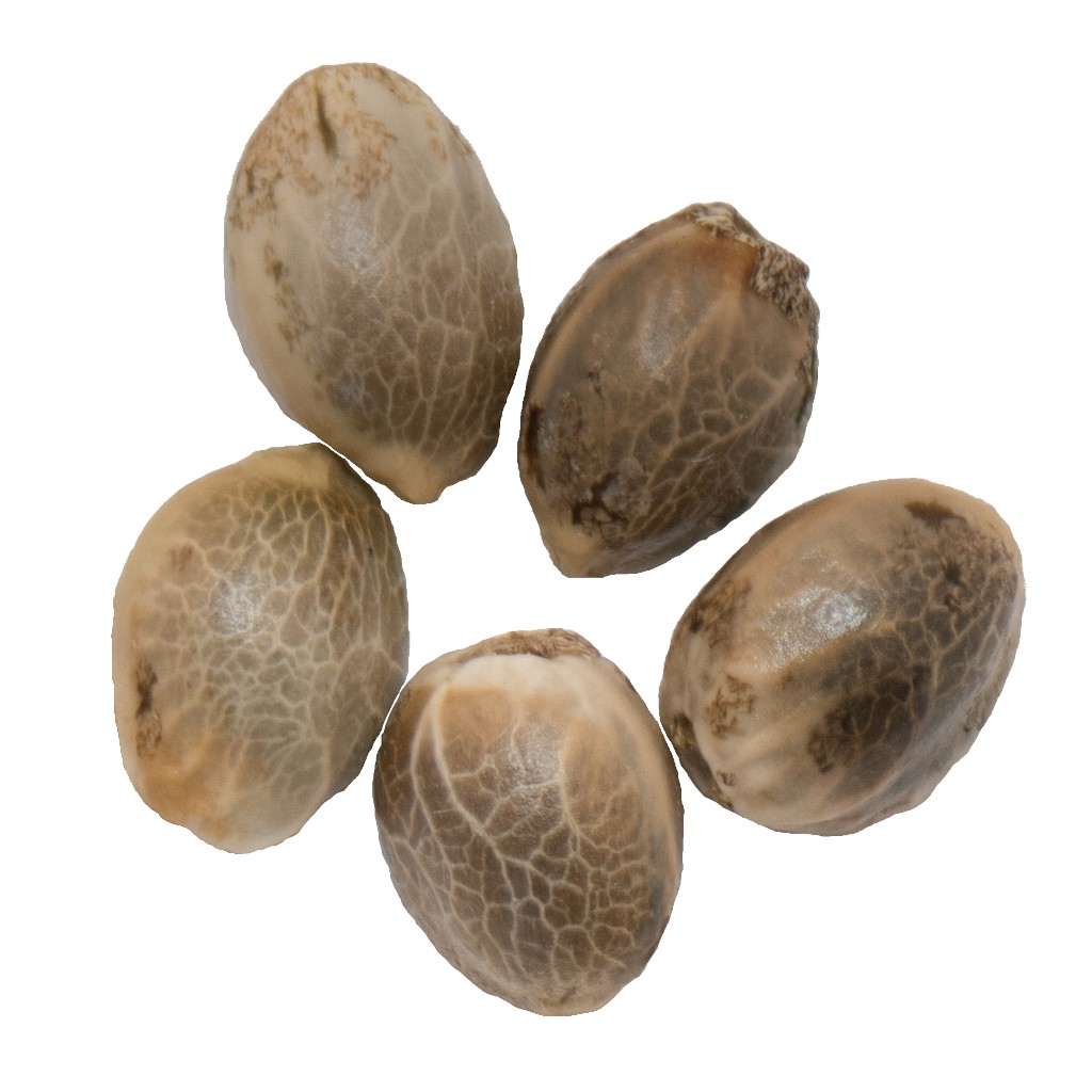 Northern Lights Auto Flower Seeds