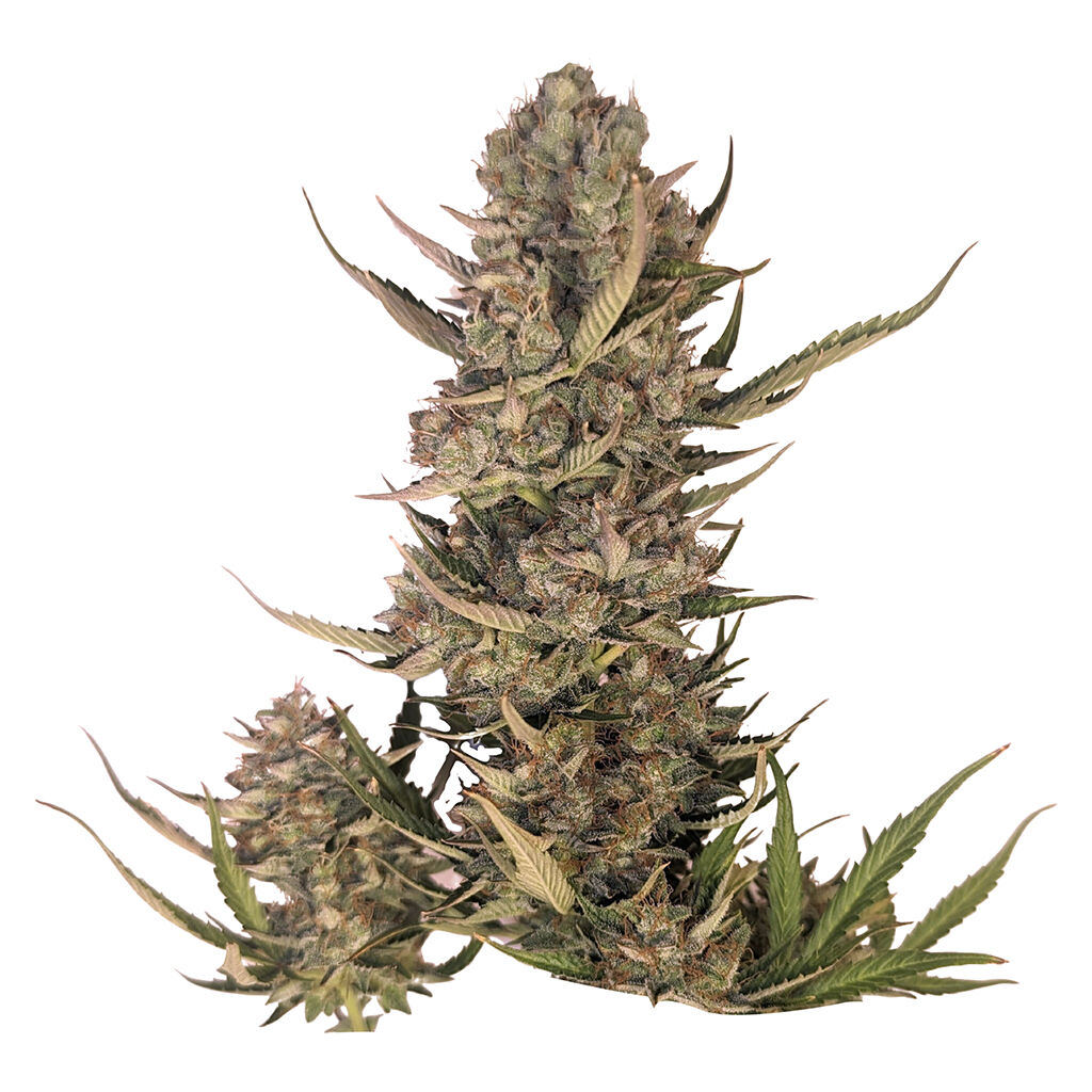 Pink Lemonade Auto Seeds
