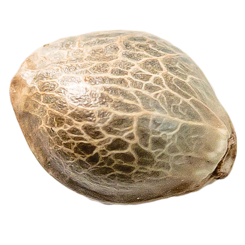 Mango CBD 1:1 Seeds (Feminized)