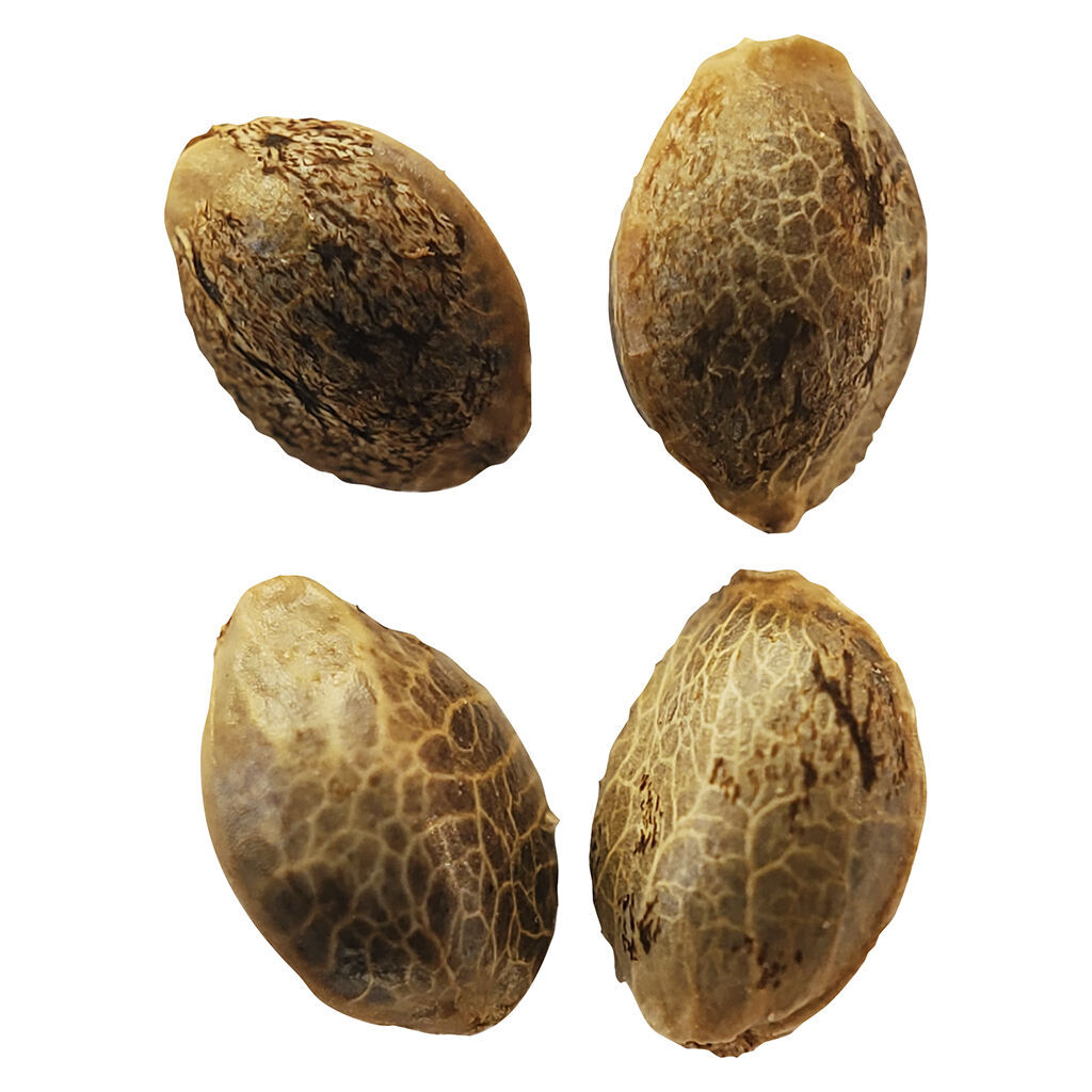 Lemon Sunshine Feminized Seeds