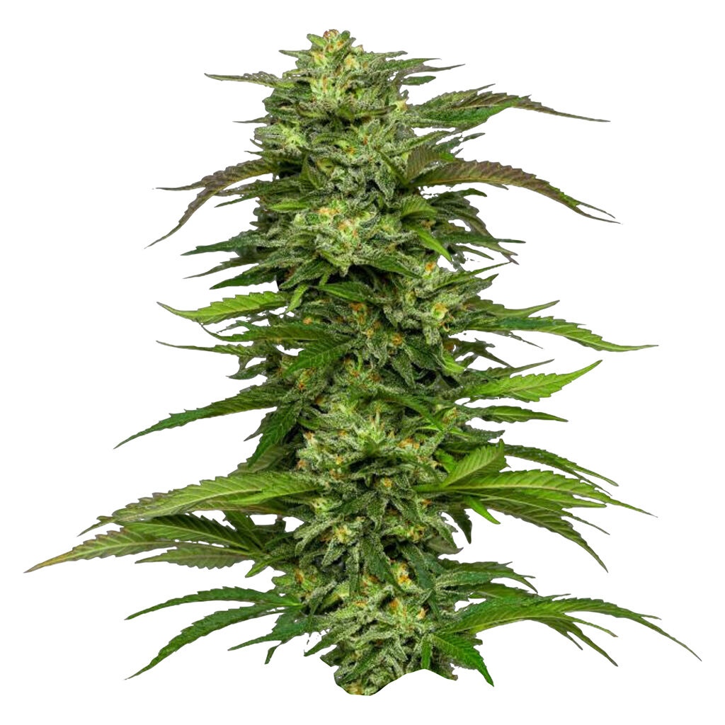 Dream Queen Auto Seeds