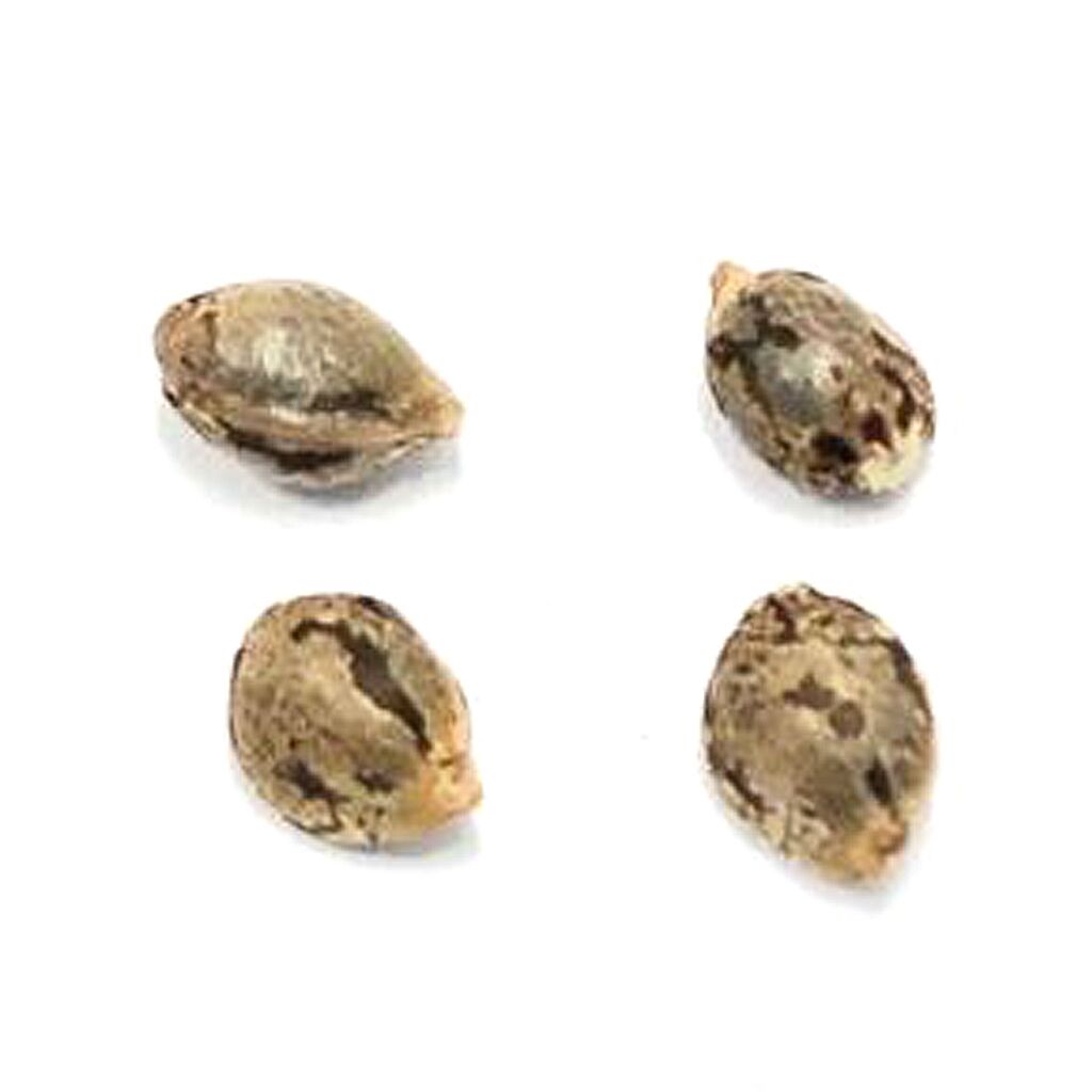 Lillooet Landrace Seeds (Feminized)