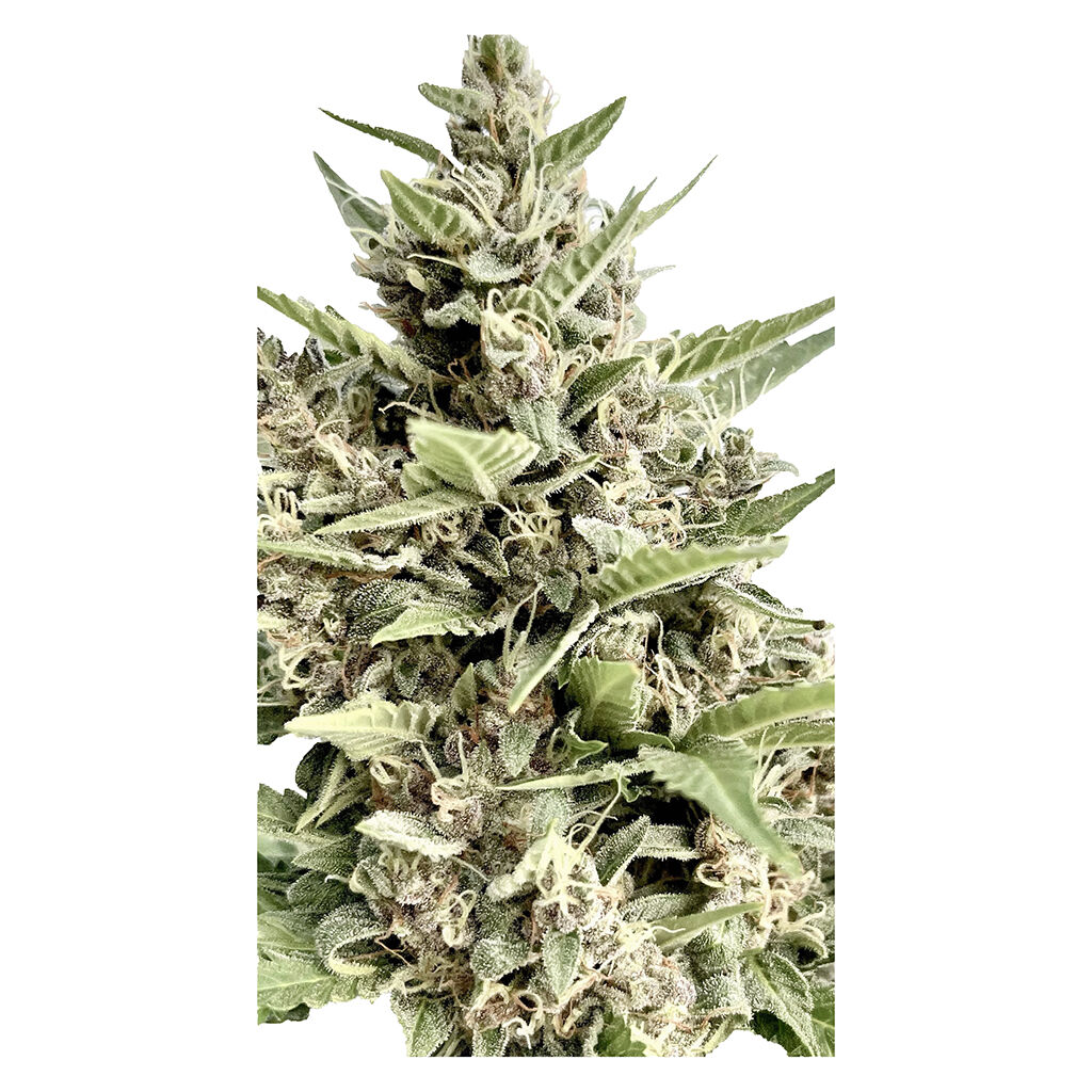 Modified Kush Mints - Feminized Seeds