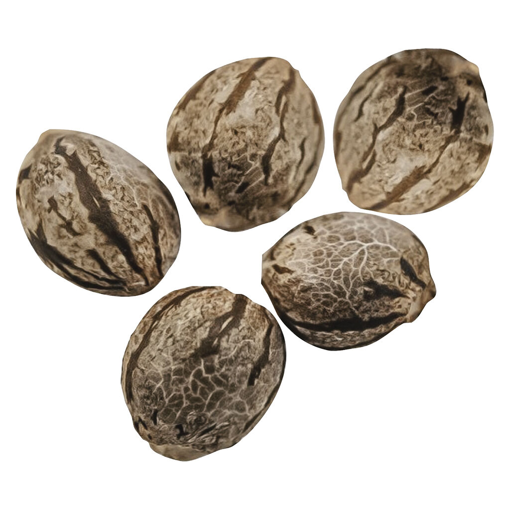 Harlequin CBD Feminized Seeds