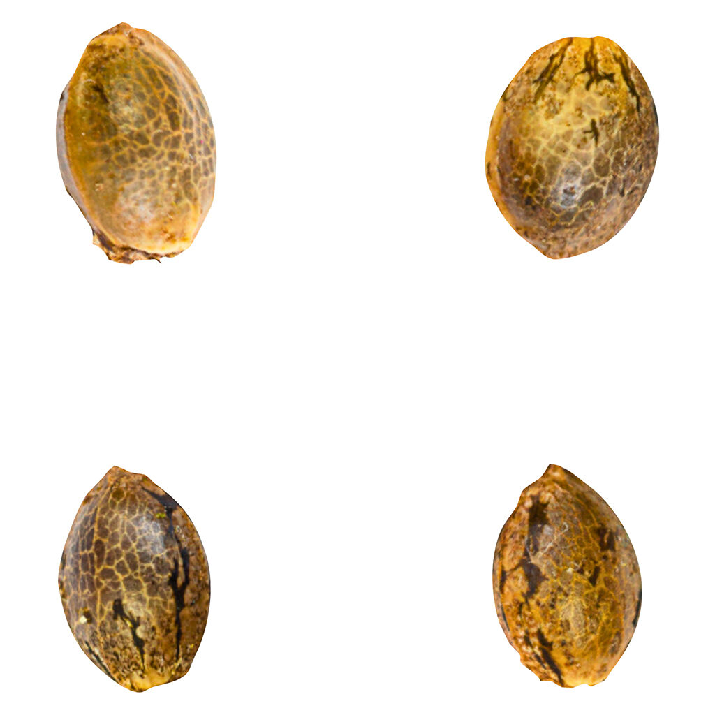 Gry Pytn X Crashed Out Cookies (fem Seeds)