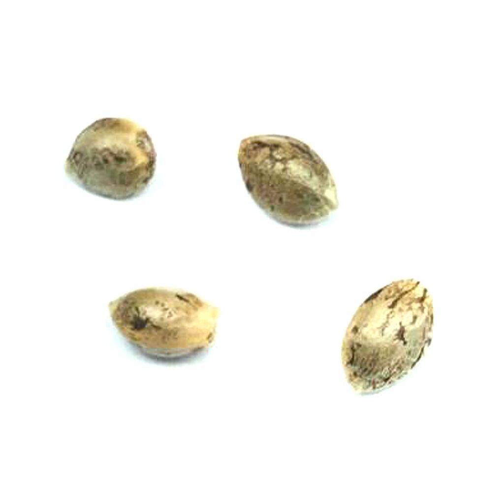 Headband Seeds (Feminized)