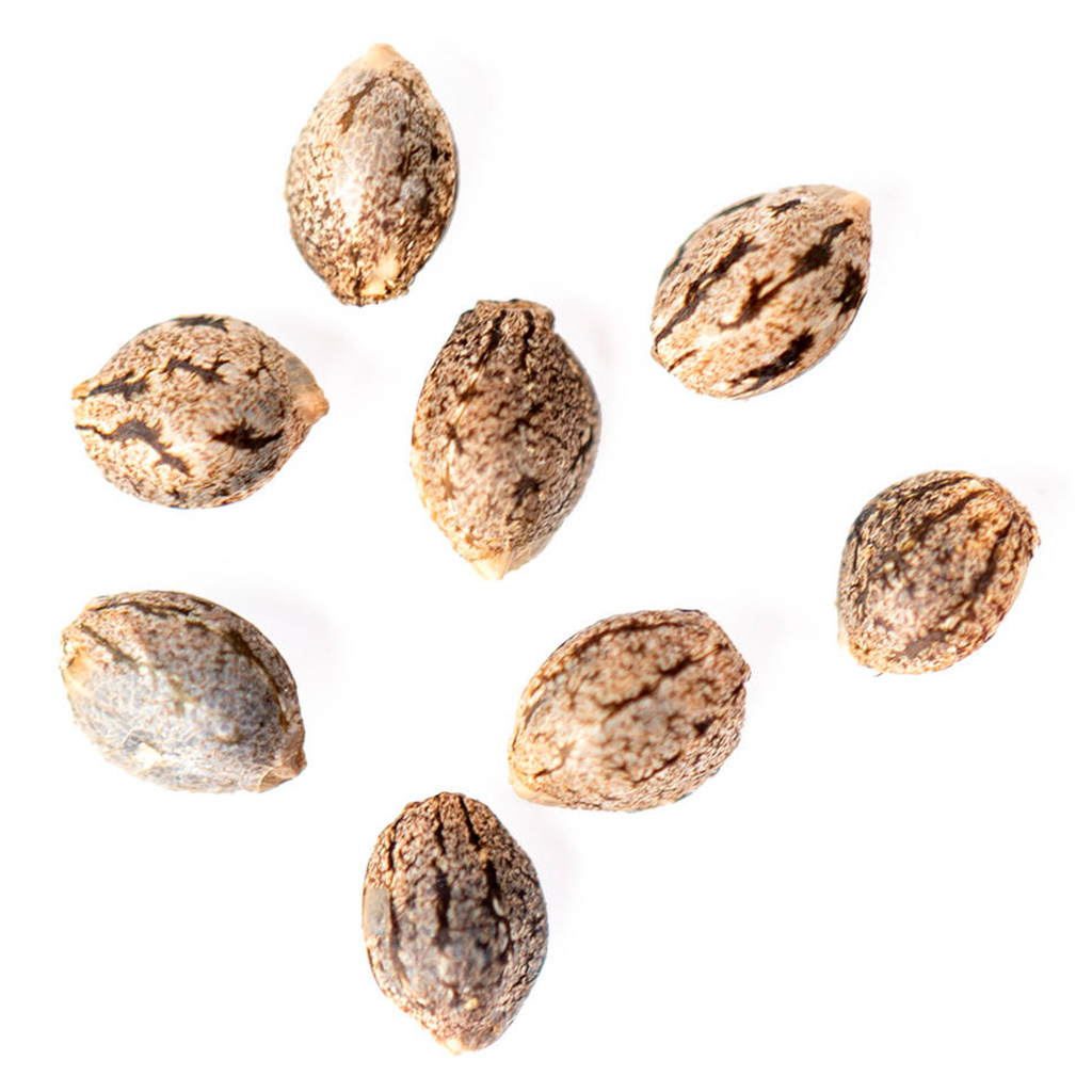 Tangerine Cookies Autoflower Seeds