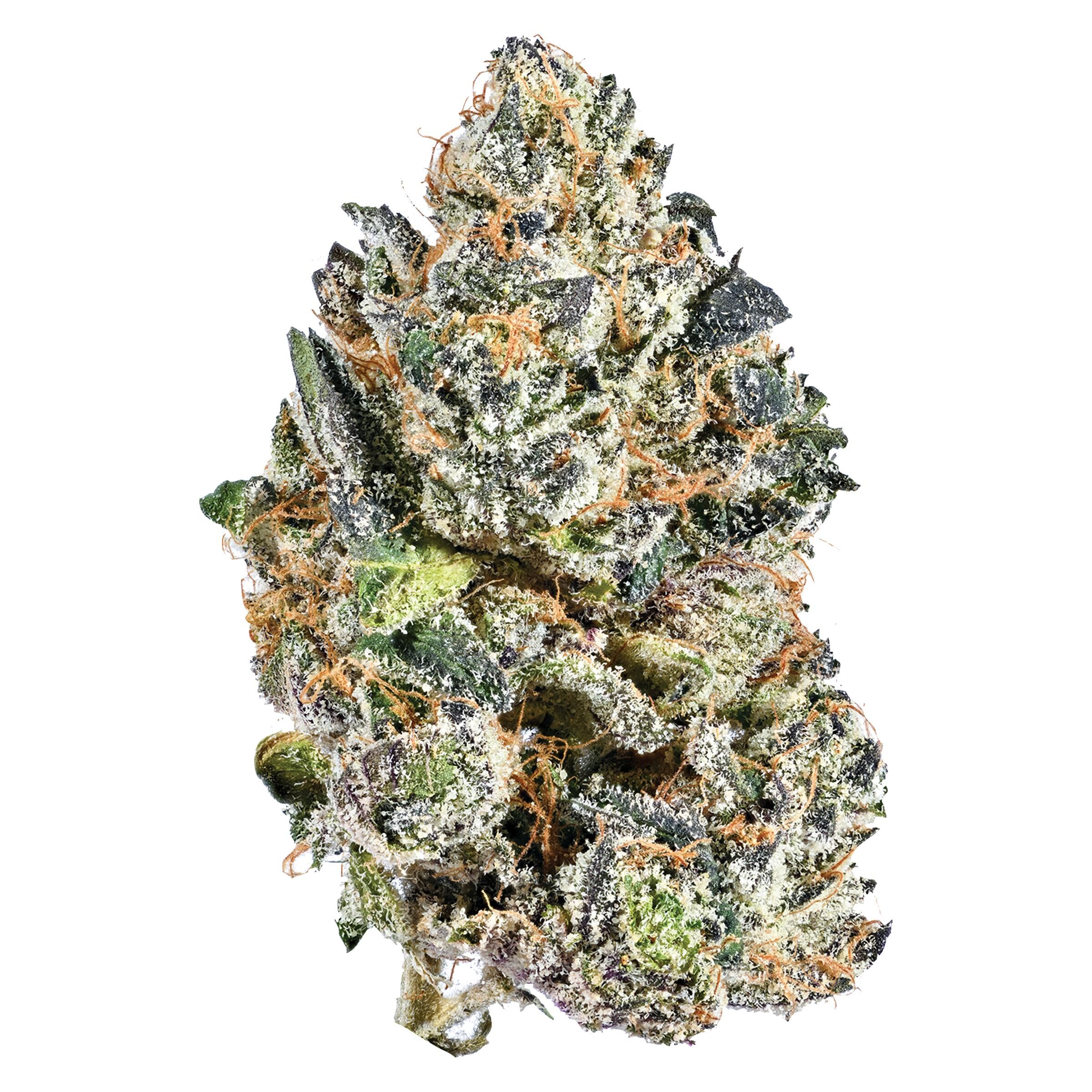 Indica 2