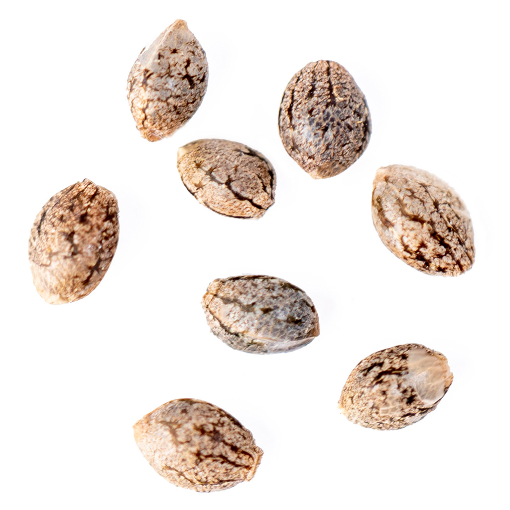 Frosted Zin Autoflower Seeds