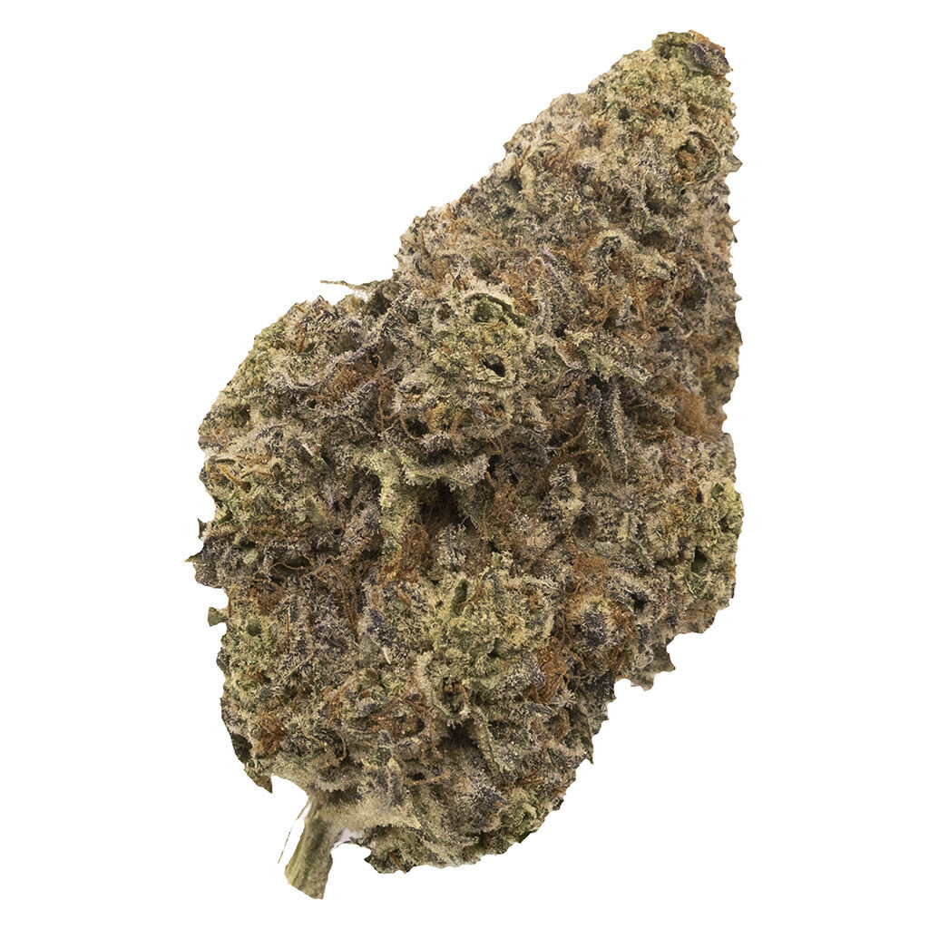 Chatty Kathy - Dried Flower