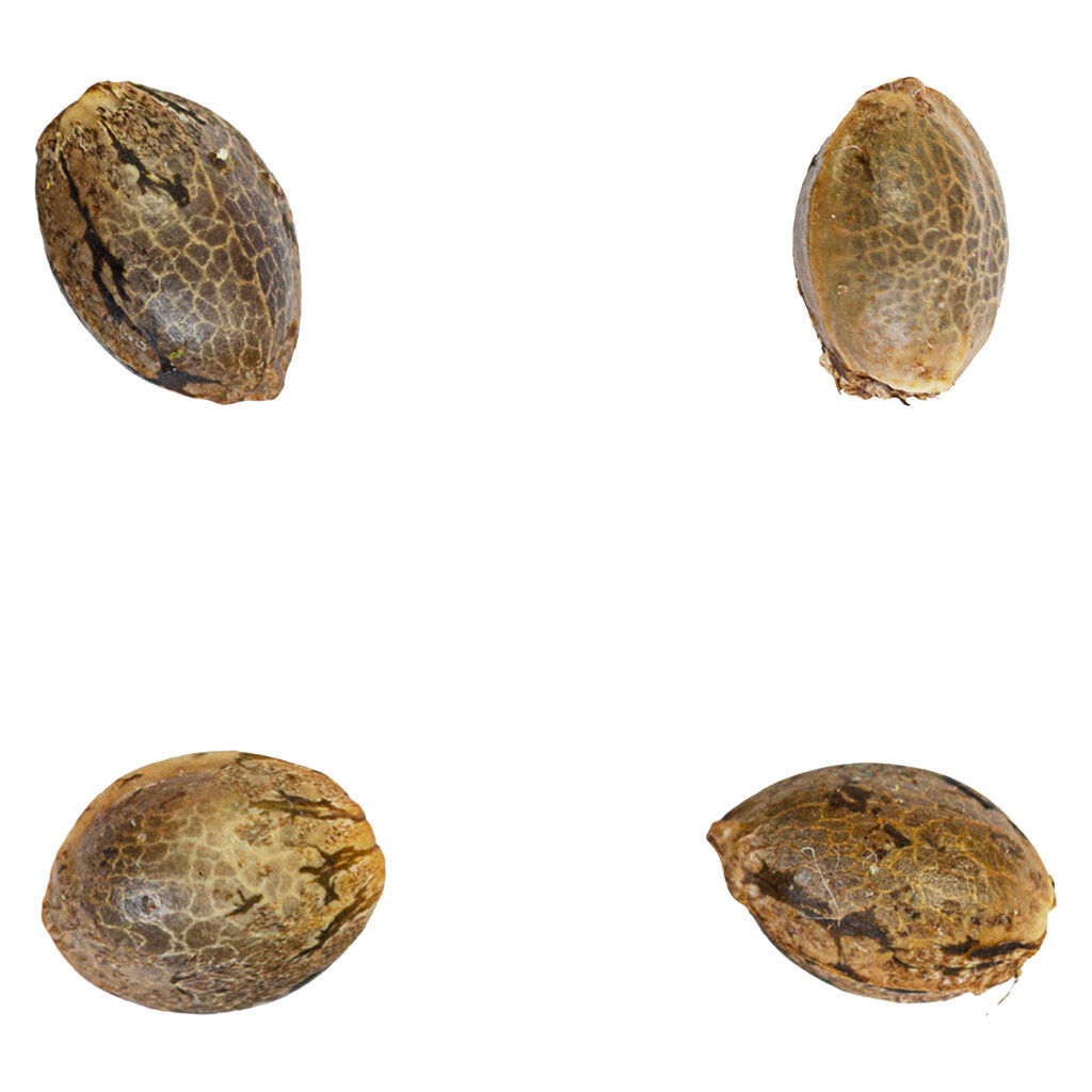 Tangerine T-bone F3 Seeds