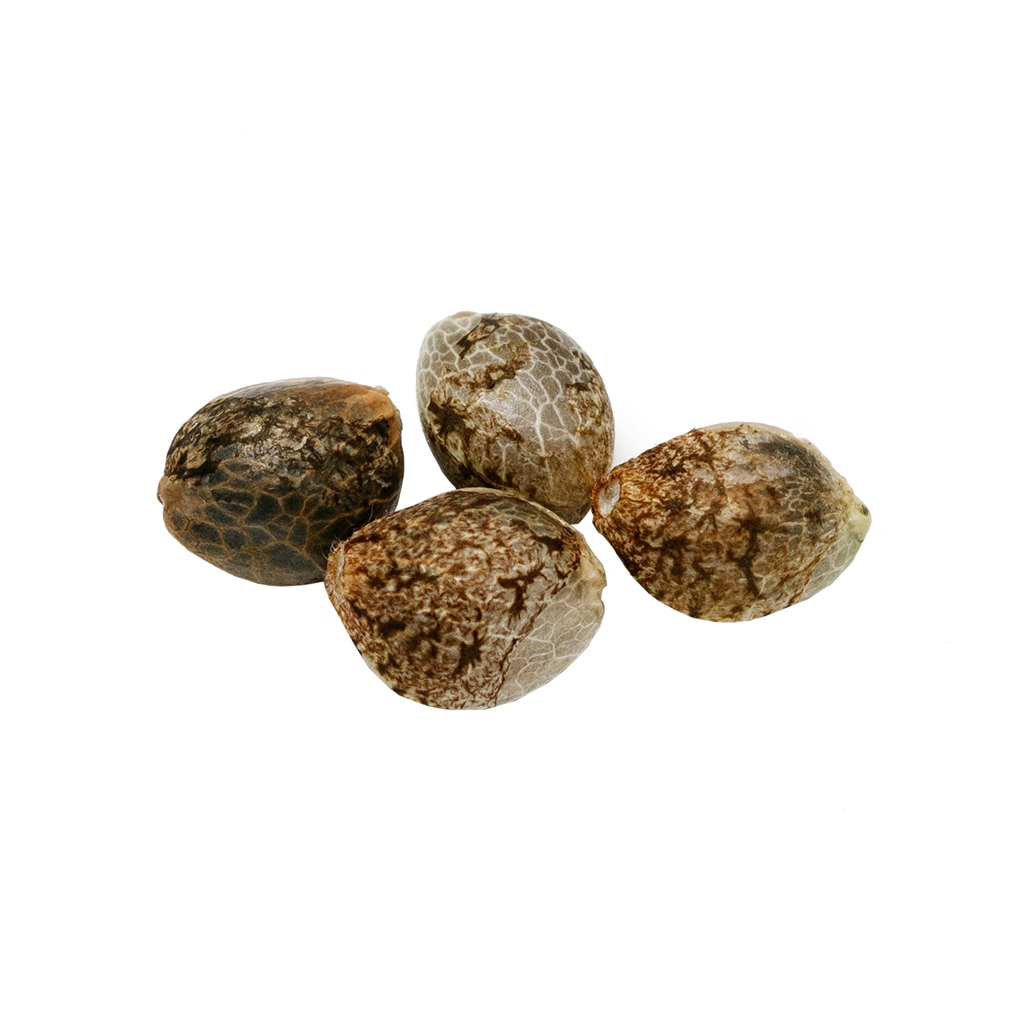 Cherry Head Seeds (Feminized)