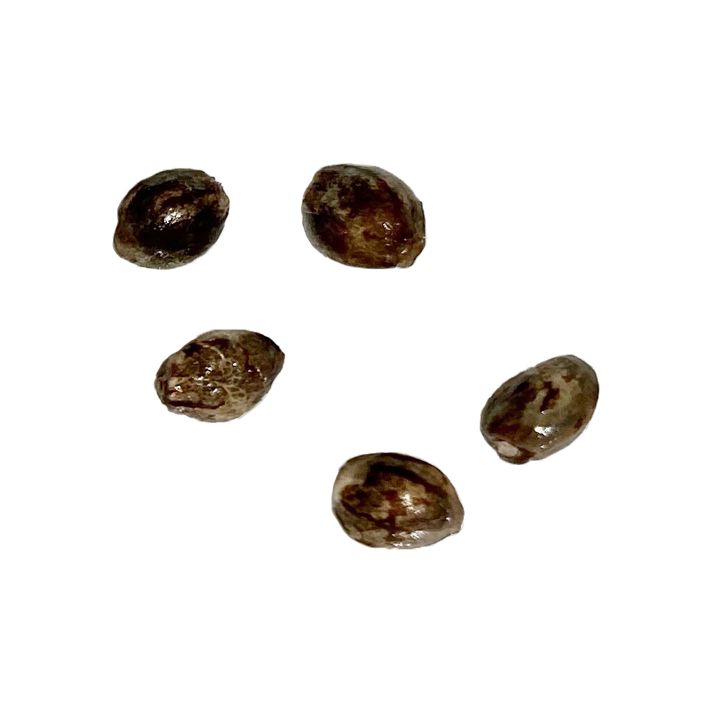 Pure CBD Raspberry Cheesecake Feminized Seeds