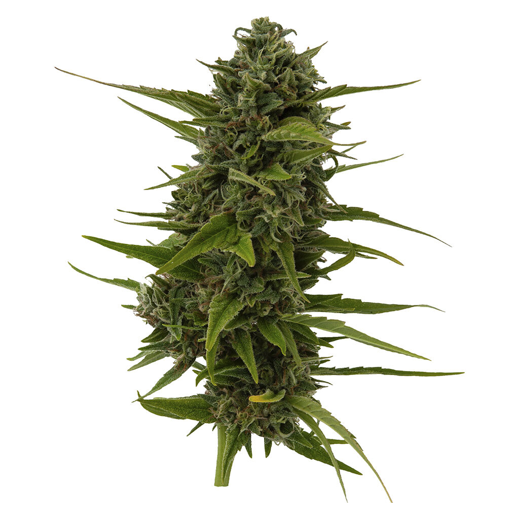 Plum Kushwave Seeds