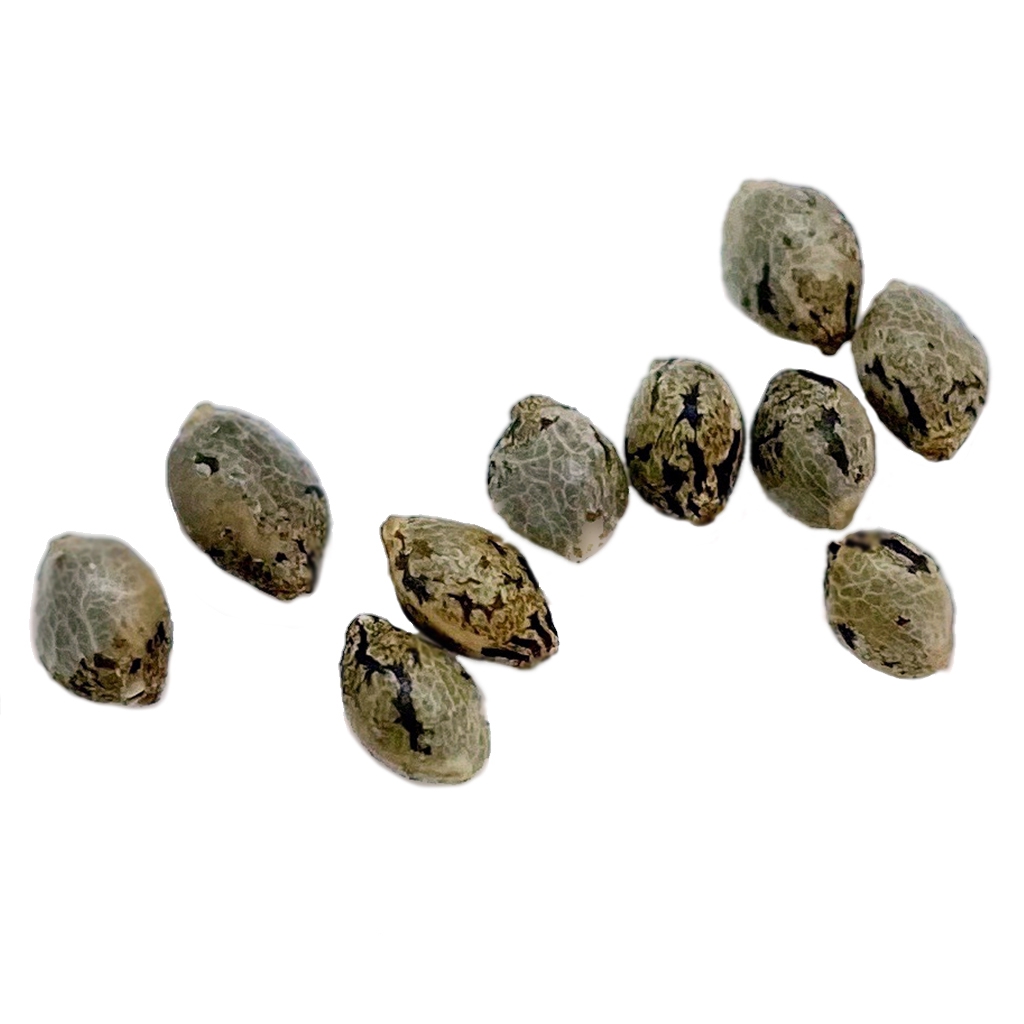 Apricot Kush Seeds (Regular)
