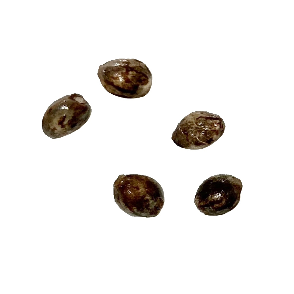 Ice Cream Cake CBD:THC 1:1 AUTO Seeds