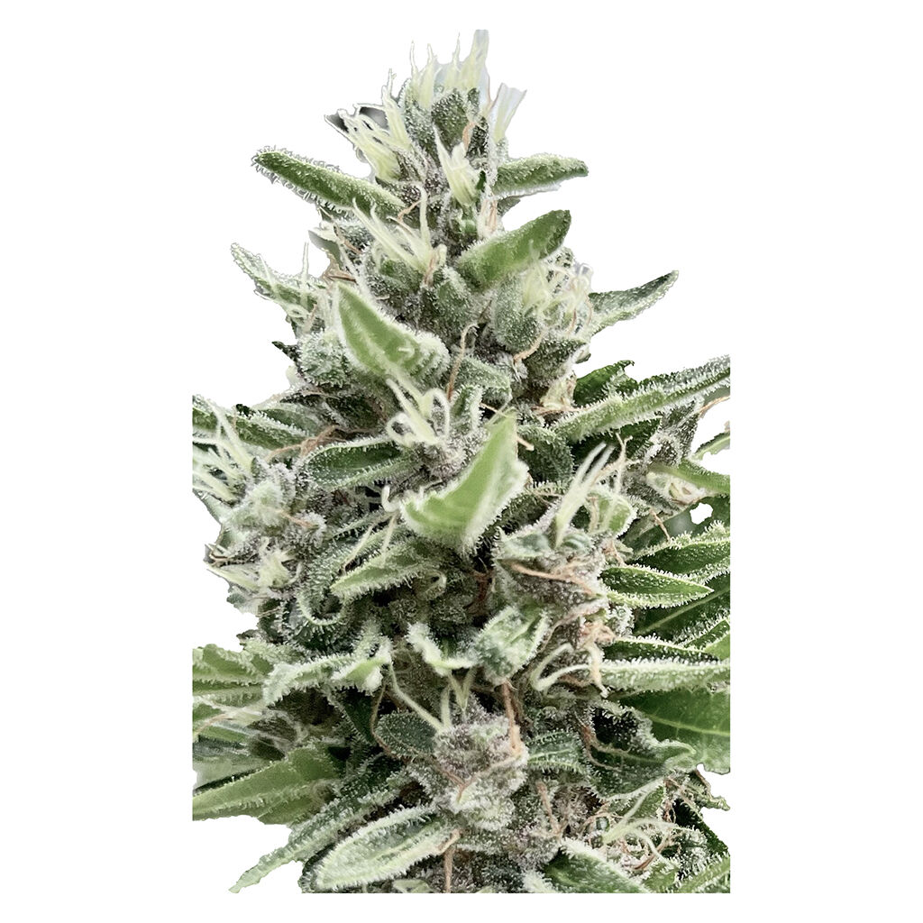 Apple Truffle Breath - Feminized